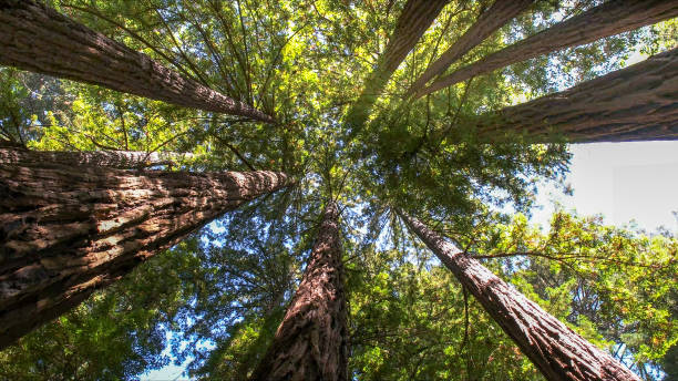 How Our Tree Care Process Works  in Marshall, TX